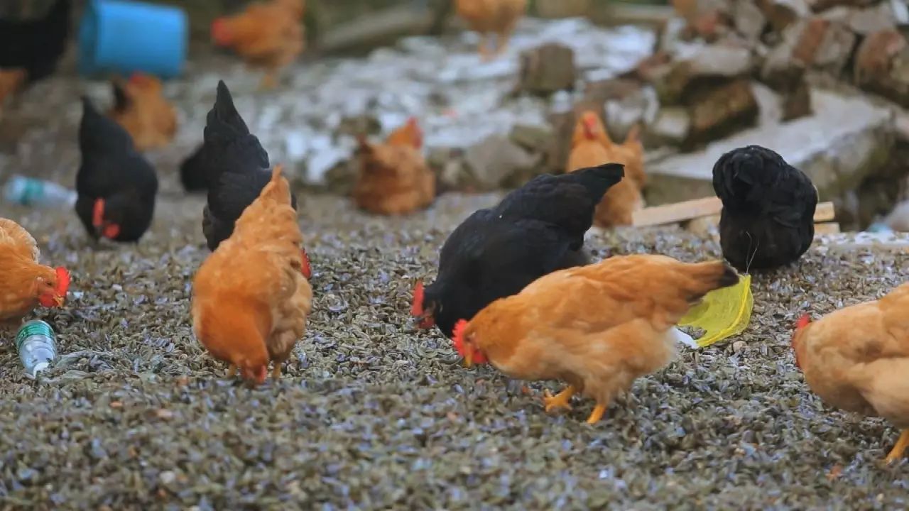 美食潮汕吃想到可以吃什么_美食潮汕_想吃美食可以到潮汕